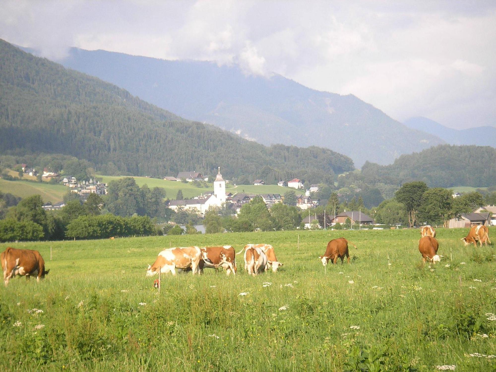 Loitzbauer Apartment Sankt Gilgen